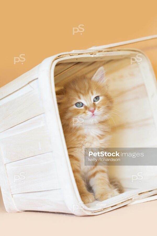 Orange tabby kitten white wash orange basket, orange background.