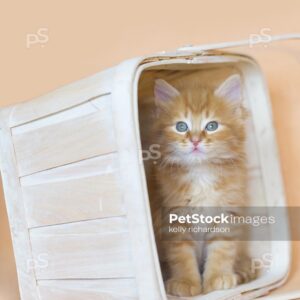 Orange tabby kitten white wash orange basket, orange background.