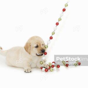 Royalty Free Stock Photo of Yellow labrador Puppy dog playing with red, green and white glitter ball christmas tree garland decoration, isolated white  background.