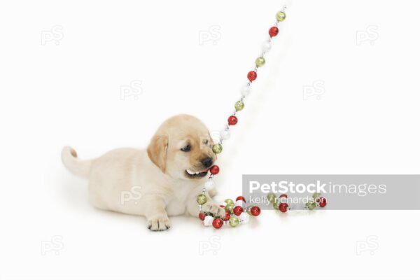 Royalty Free Stock Photo of Yellow labrador Puppy dog playing with red, green and white glitter ball christmas tree garland decoration, isolated white  background.