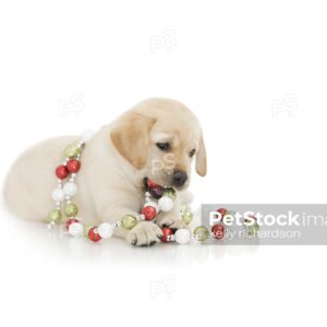 Royalty Free Stock Photo of Yellow labrador Puppy dog chewing on red, green and white glitter ball christmas tree garland decoration, isolated white  background.