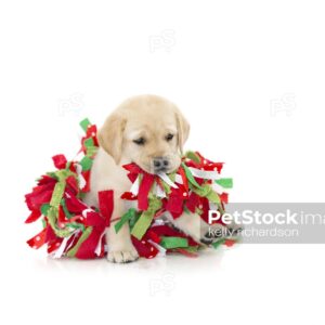 Yellow Labrador Puppy playing and chewing on christmas decoration garland, photographed on a white background, can be isolated.