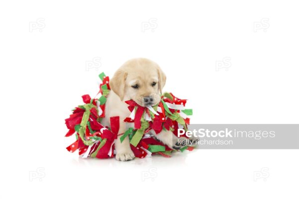 Yellow Labrador Puppy playing and chewing on christmas decoration garland, photographed on a white background, can be isolated.