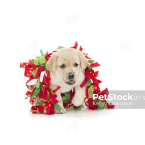 Yellow Labrador Puppy playing and chewing on christmas decoration garland, photographed on a white background, can be isolated.