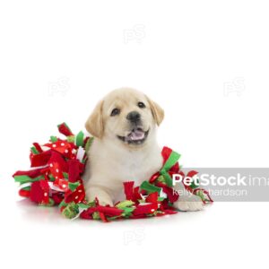 Yellow Labrador Puppy playing and tangled up in christmas decoration garland, photographed on a white background, can be isolated.