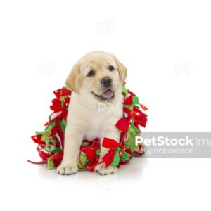 Royalty Free Stock Photo of Yellow labrador Puppy dog tangled up in red, green and white fabric christmas tree garland decoration, isolated white  background.