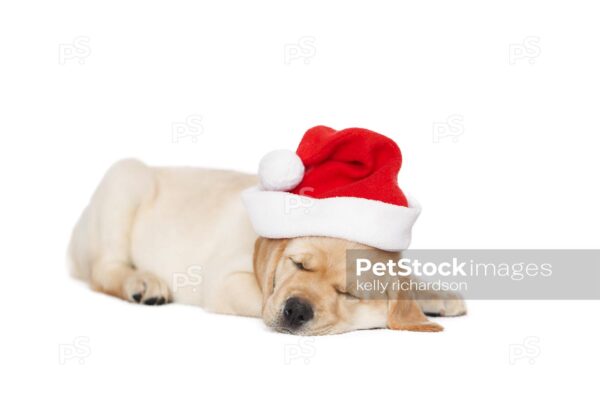 Royalty Free Stock Photo of Yellow labrador Puppy dog sleeping, wearing a red Christmas Santa Hat, isolated white  background.