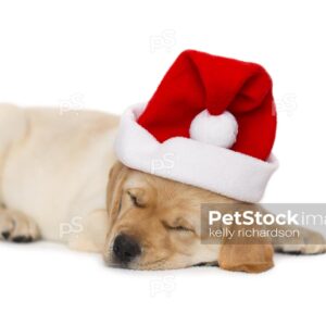 Royalty Free Stock Photo of Yellow labrador Puppy dog sleeping, wearing a red Christmas Santa Hat, isolated white  background.