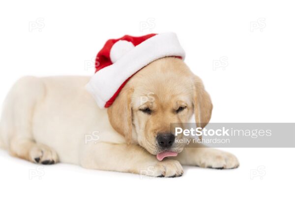 Yellow Labrador puppy wearing a santa hat, isolated on white