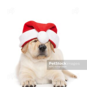 Yellow Labrador puppy wearing a santa hat, isolated on white