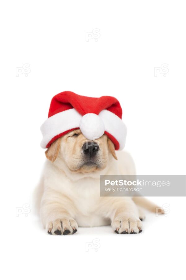 Yellow Labrador puppy wearing a santa hat, isolated on white