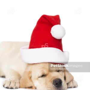 Yellow Labrador puppy wearing a santa hat, isolated on white