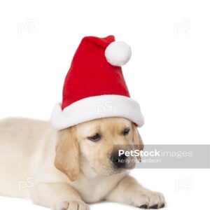 Yellow Labrador puppy wearing a santa hat, isolated on white