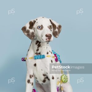 Liver Dalmatian Puppy playing with sugar plum holiday Christmas ornament garland, blue background.