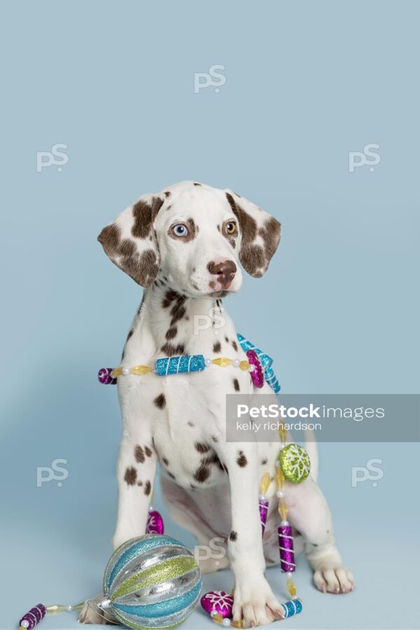 Liver Dalmatian Puppy playing with sugar plum holiday Christmas ornament garland, blue background.