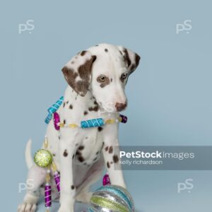 Liver Dalmatian Puppy playing with sugar plum holiday Christmas ornament garland, blue background.