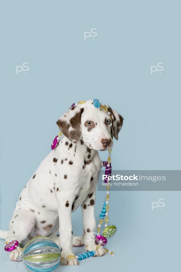 Liver Dalmatian Puppy playing with sugar plum holiday Christmas ornament garland, blue background.