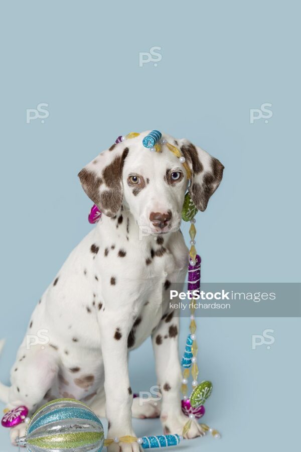 Liver Dalmatian Puppy playing with sugar plum holiday Christmas ornament garland, blue background.