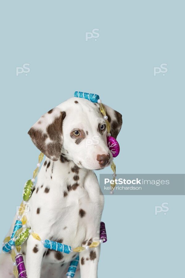 Close-up Royalty Free Stock Photo of Liver Dalmatian Puppy playing with sugar plum holiday Christmas ornament garland, blue background.