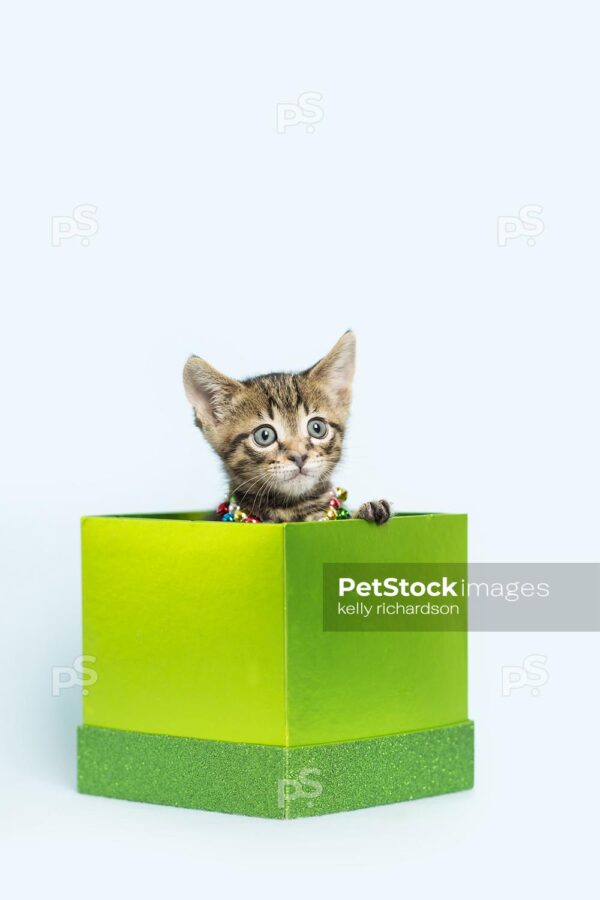 Tiny brown tabby kitten playing in a green gift box, wearing a Christmas bell necklace collar. light blue background.