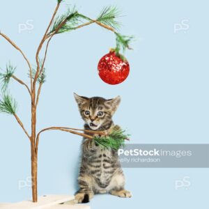 Tiny brown tabby kitten playing iwith a miniature christmas tree and red ball ornament, light blue background.