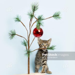 Tiny brown tabby kitten playing iwith a miniature christmas tree and red ball ornament, light blue background.