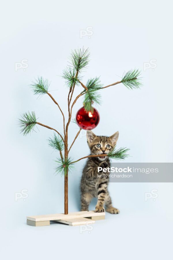 Tiny brown tabby kitten playing iwith a miniature christmas tree and red ball ornament, light blue background.