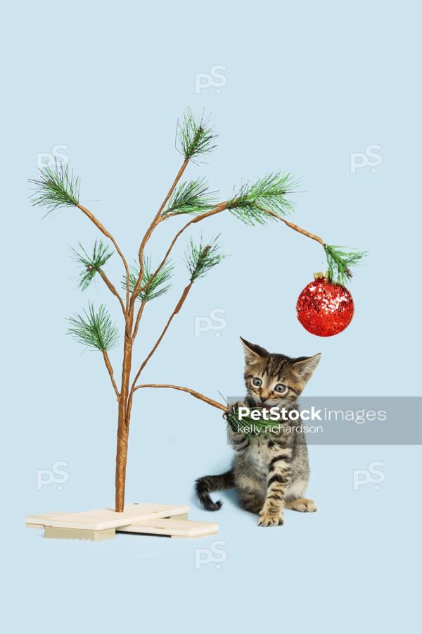 Tiny brown tabby kitten playing iwith a miniature christmas tree and red ball ornament, light blue background.