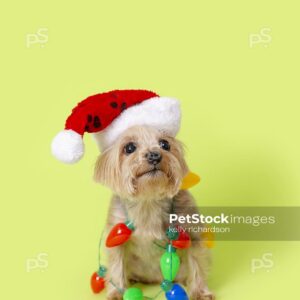 Yorkie Rescue dog wearing santa hat and tangled up in Christmas lightbulb garland, green background.