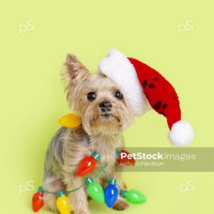 Yorkie Rescue dog wearing santa hat and tangled up in Christmas lightbulb garland, green background.