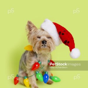 Yorkie Rescue dog with eyes closed wearing santa hat and tangled up in Christmas lightbulb garland, green background.