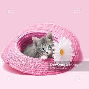 Playful GRAY tabby kitten sitting inside a pink woven straw easter hat, with white daisy flower, pink background.