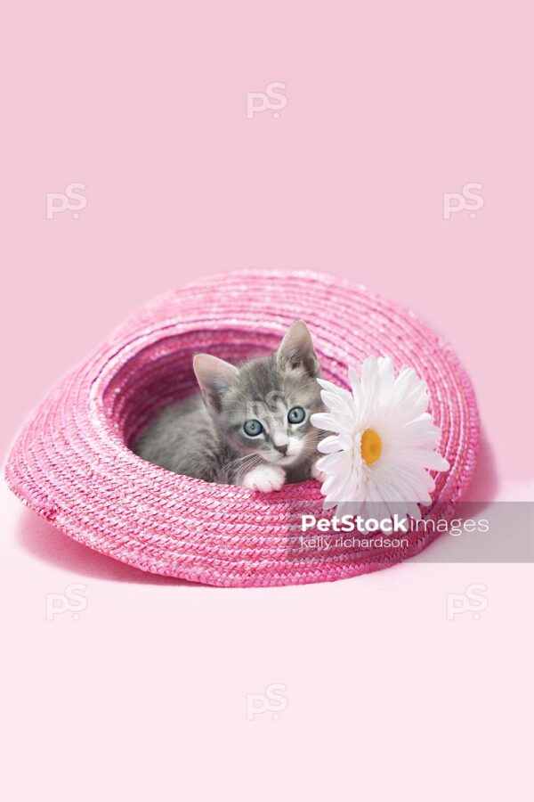 Playful GRAY tabby kitten sitting inside a pink woven straw easter hat, with white daisy flower, pink background.