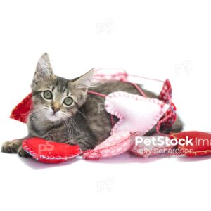 Brown tabby kitten playing in string heart garland on white background