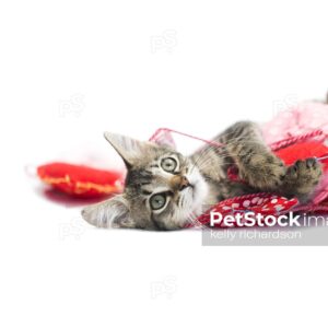 Brown tabby kitten playing in string heart garland on white background