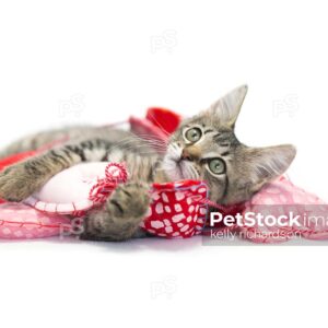 Brown tabby kitten playing in string heart garland on white background