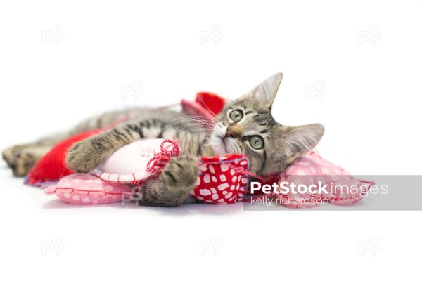 Brown tabby kitten playing in string heart garland on white background