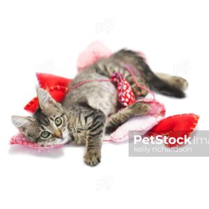 Brown tabby kitten playing in string heart garland on white background