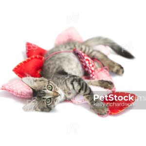 Brown tabby kitten playing in string heart garland on white background