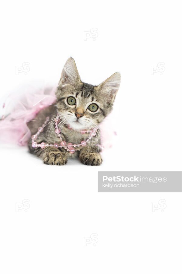 Brown tabby kitten playing in pink pearls and pink tutu skirt, isolated on white.