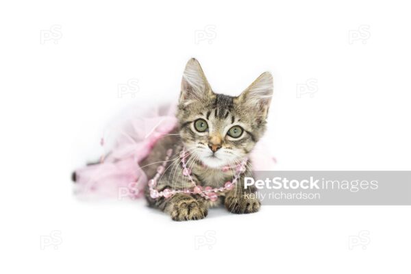 Brown tabby klitten playing in pink pearls and pink tutu skirt