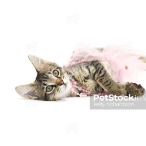 Brown tabby klitten playing in pink pearls and pink tutu skirt