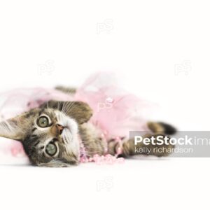 Brown tabby klitten playing in pink pearls and pink tutu skirt