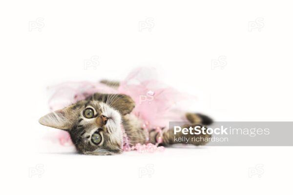 Brown tabby klitten playing in pink pearls and pink tutu skirt