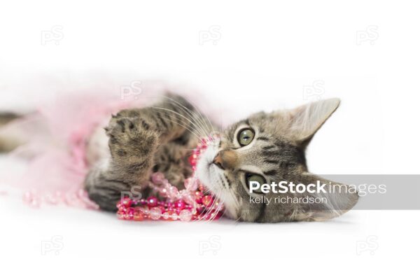 Brown tabby kitten playing in pink pearls and pink tutu skirt, isolated on white.