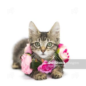 Brown tabby kitten wearing a flower necklace collar on neck, isolated on white background.