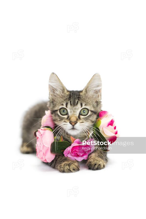 Brown tabby kitten wearing a flower necklace collar on neck, isolated on white background.