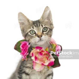 Brown tabby klitten wearing a flower necklace collar, isolated on white.