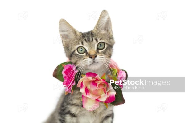 Brown tabby klitten wearing a flower necklace collar, isolated on white.