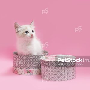 White kitten sitting inside of pink and gray hat boxes, pink background.